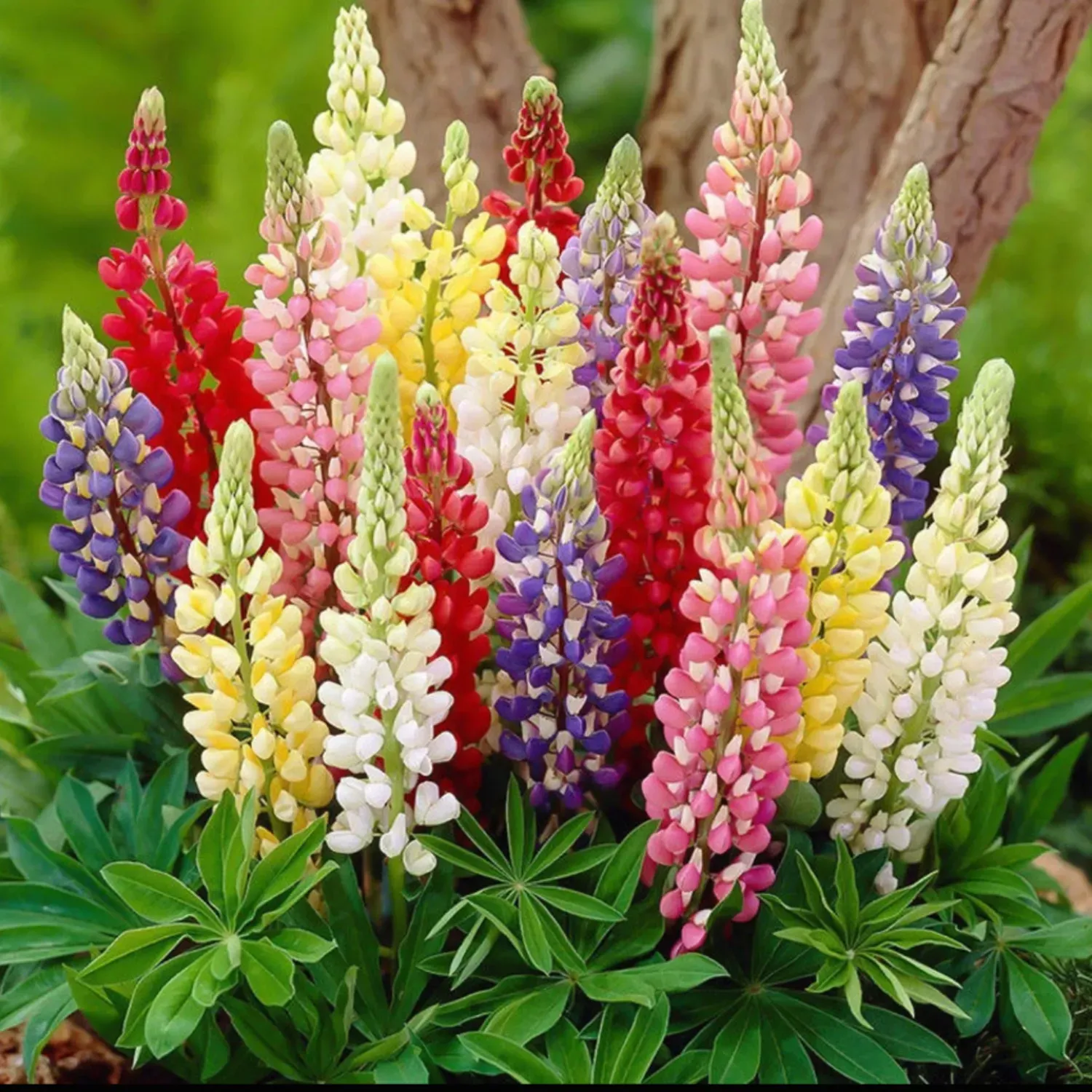 🌺Lupine Flower Seeds-Add Vibrant Beauty to Your Garden