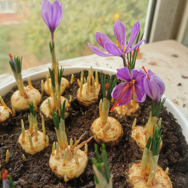 💐Saffron Bulbs-Gold Of Plants