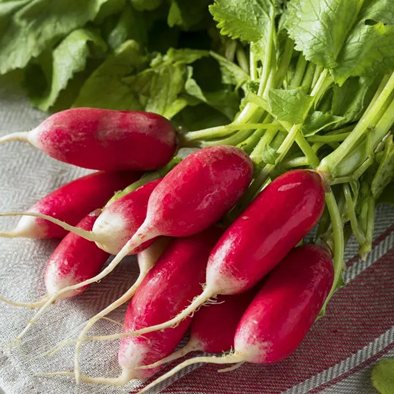 Heirloom French Breakfast Radish Seeds