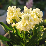 Double-flowered Violet Seeds🌺