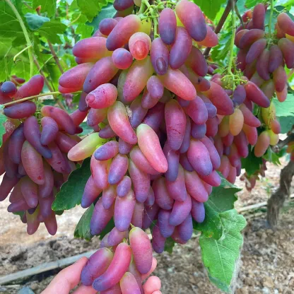 🍇Giant Grape Tree Seeds: Thin-Skinned, Large, and Seedless 