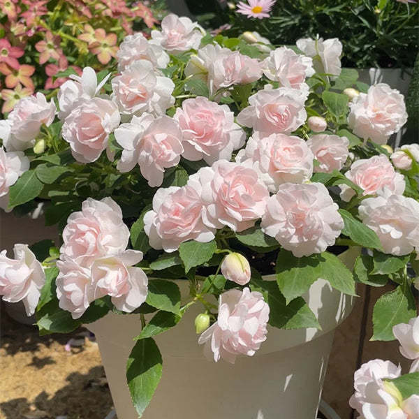 Pink Double Camellia Impatiens Sweet Princess Seeds