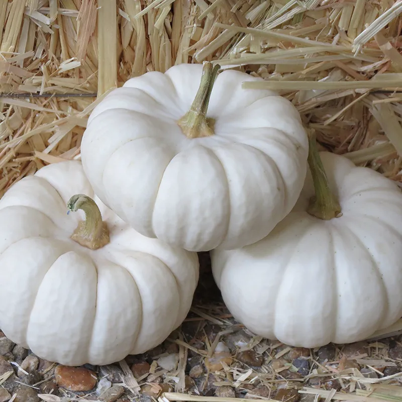 Mini White Pumpkin Seeds