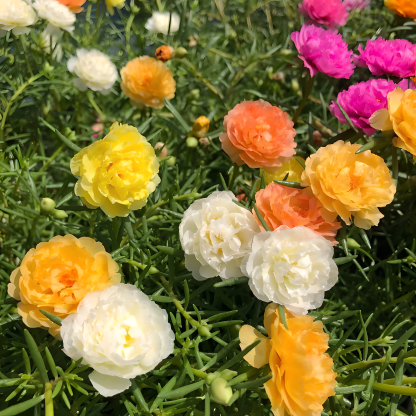 🌹10000 PCS-Moss Rose—Immortal Flower