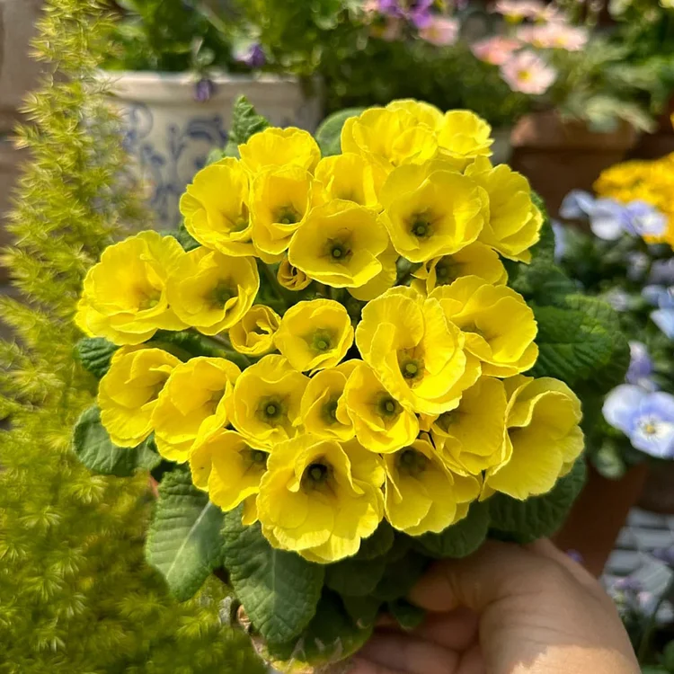 🌸Rose Primrose Seeds - The Timeless Charm of Love & Renewal💗