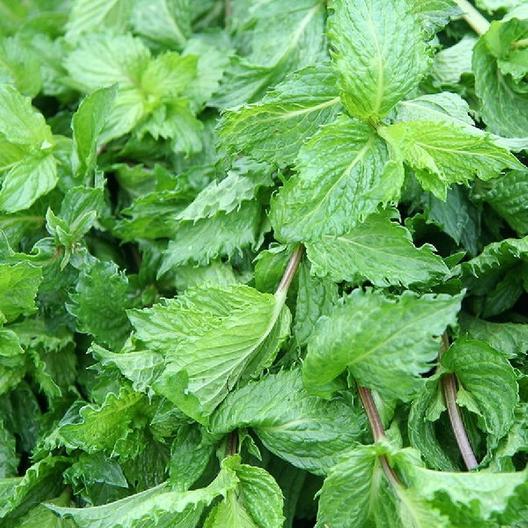 PEPPERMINT SEEDS