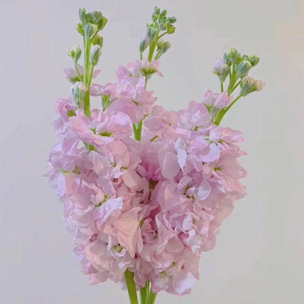 💐Eternal Love - Violet