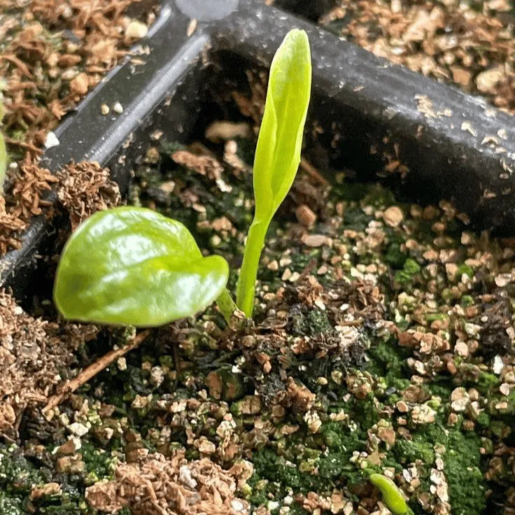 🌿 Rainbow Rare Hosta Flower Seeds