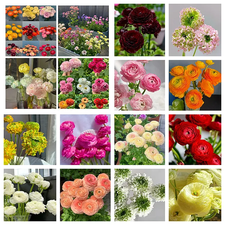 🌸Ranunculus—Wealth And Good Fortune