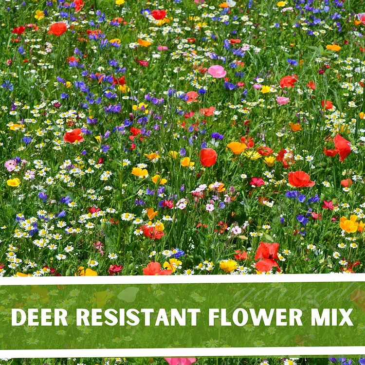 🌺Deer Resistant Wildflower Seed Mix🌈Heirloom Seeds