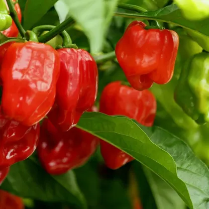 HABANERO PEPPER (RED) SEEDS