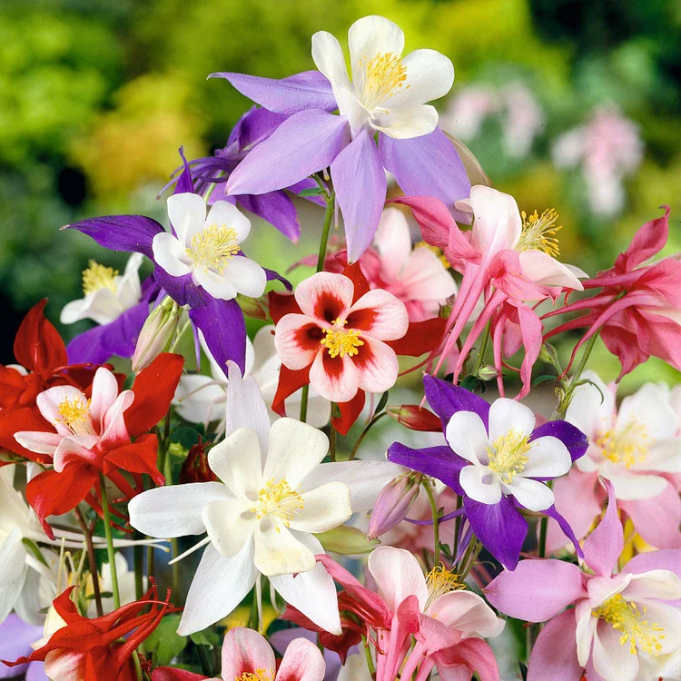 🌸Mixed Color Columbine Seeds
