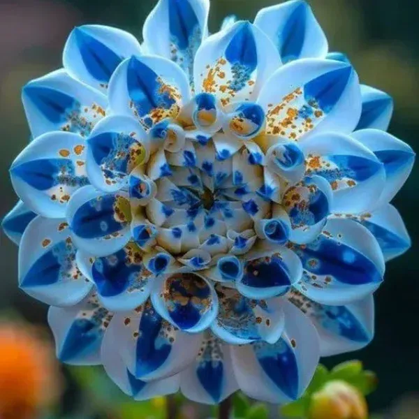 🌸Captivating Starry Night Dahlia 🌸