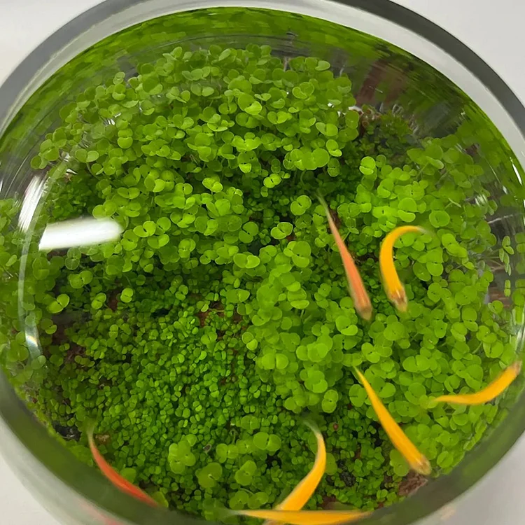 🌿Air Purifying Fish Tank Aquatic Plant Seeds