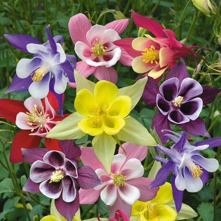 🌸Mixed Color Columbine Seeds