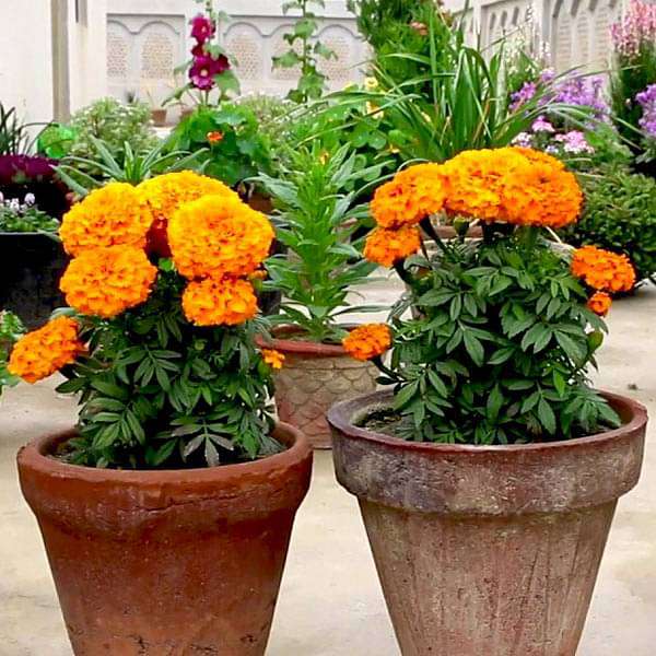 🏵Magical Marigold Flower Seeds