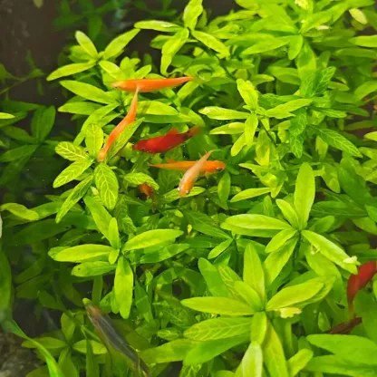 🌿Air Purifying Fish Tank Aquatic Plant Seeds