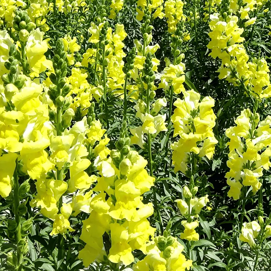 Royal Garden Snapdragon Seeds – Gardeners’ Choice for Tall, Colorful Cut-Flower Blooms 🌸