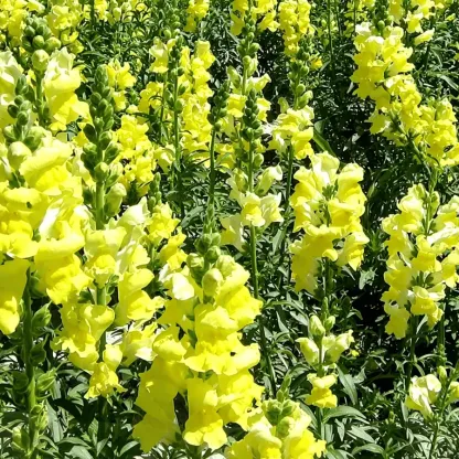 Royal Garden Snapdragon Seeds – Gardeners’ Choice for Tall, Colorful Cut-Flower Blooms 🌸