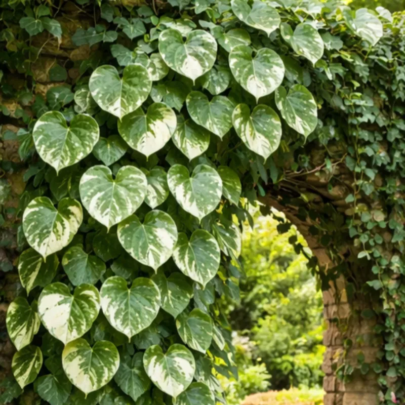 💜Purple Heart Vine Seeds–Vibrant Climbing Beauty 🌿✨