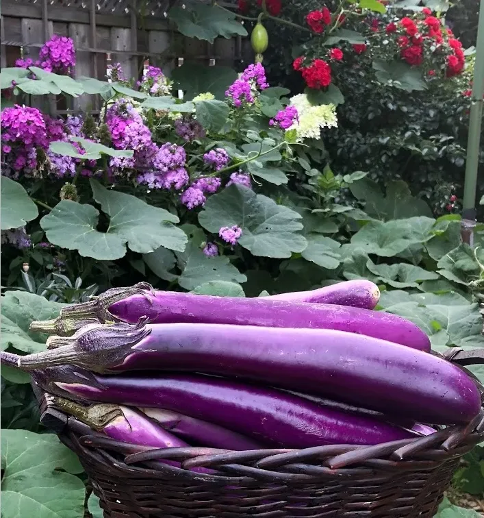 🍆Purple Eggplant Seeds