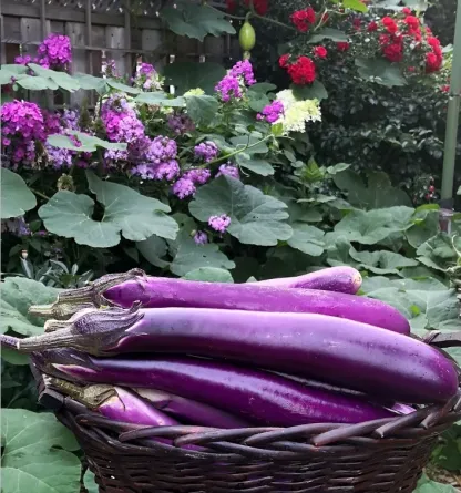 🍆Purple Eggplant Seeds