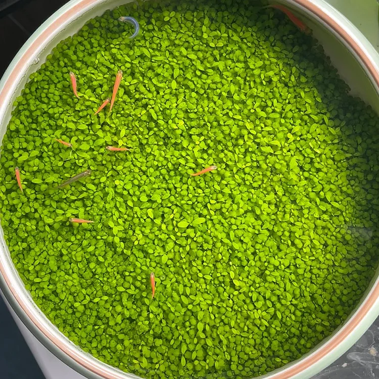 🌿Air Purifying Fish Tank Aquatic Plant Seeds