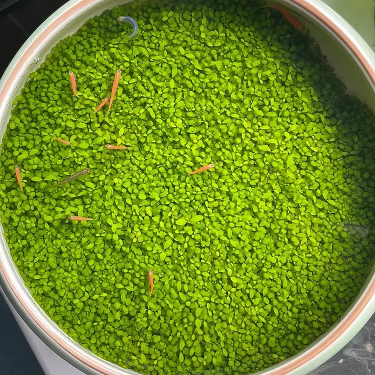 🌿Air Purifying Fish Tank Aquatic Plant Seeds