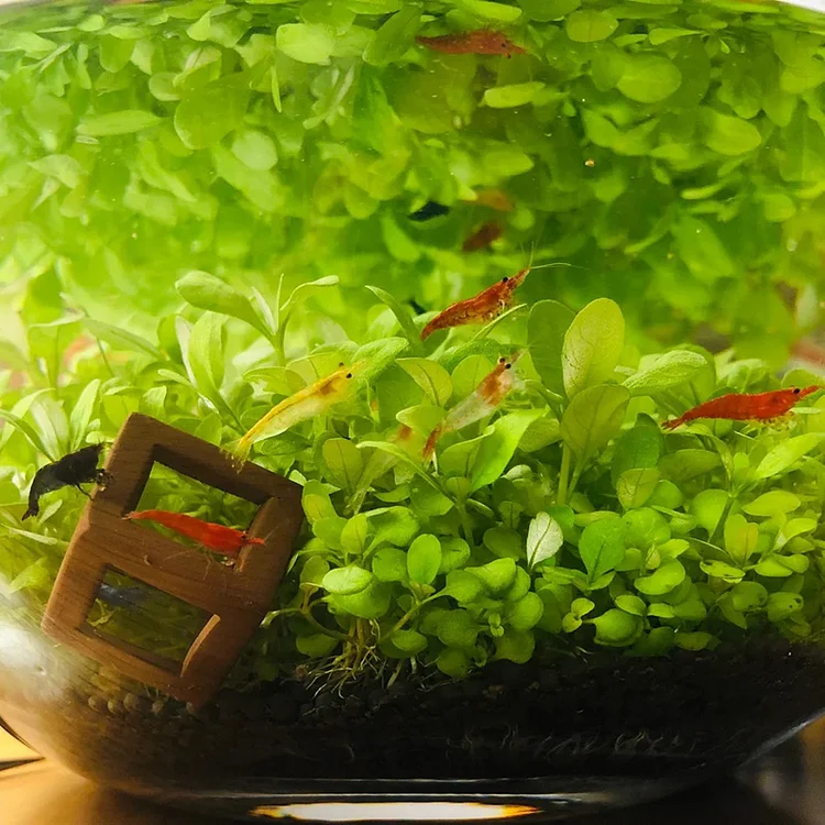 🌿Air Purifying Fish Tank Aquatic Plant Seeds