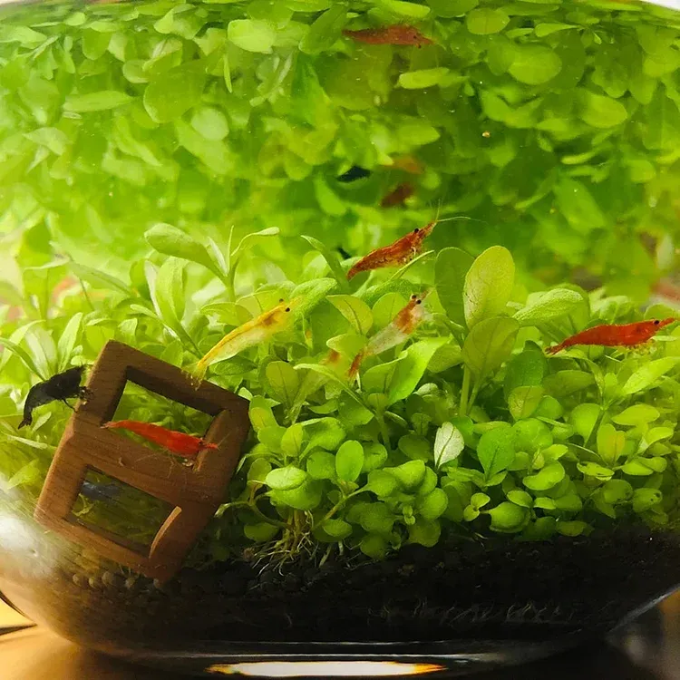 🌿Air Purifying Fish Tank Aquatic Plant Seeds