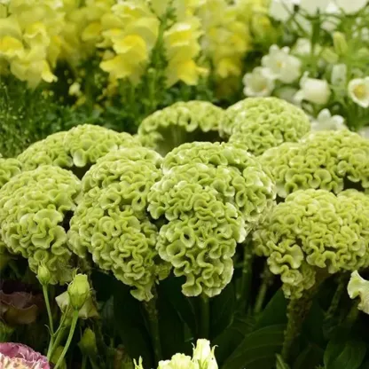 🌺Cockscomb Celosia-Long-Lasting Beauty-Low Maintenance-Long Flowering Season