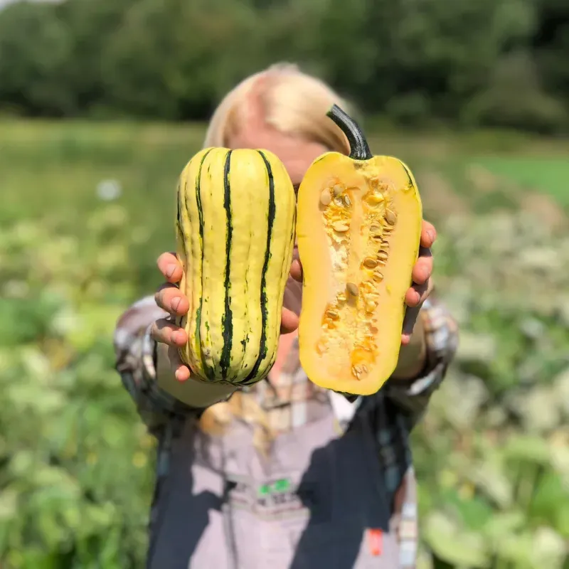 Honey Boat Delicata Squash Seeds