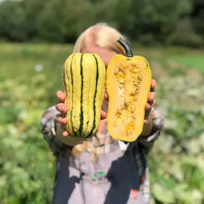 Honey Boat Delicata Squash Seeds