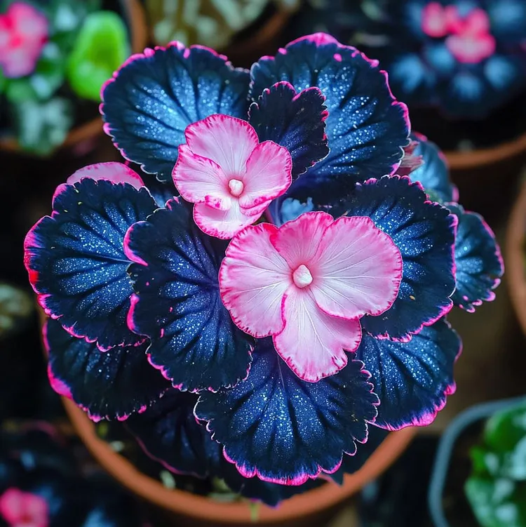Begonia Rex ‘Pink Lightning’