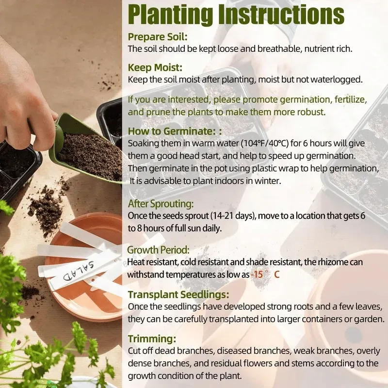 🌿 Rainbow Rare Hosta Flower Seeds