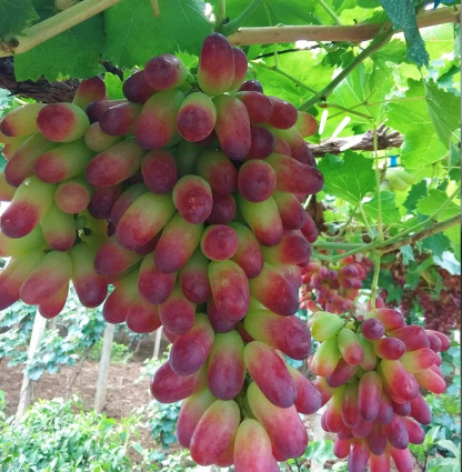 🍇Beauty Finger Grape Seeds : Thin-Skinned, Large