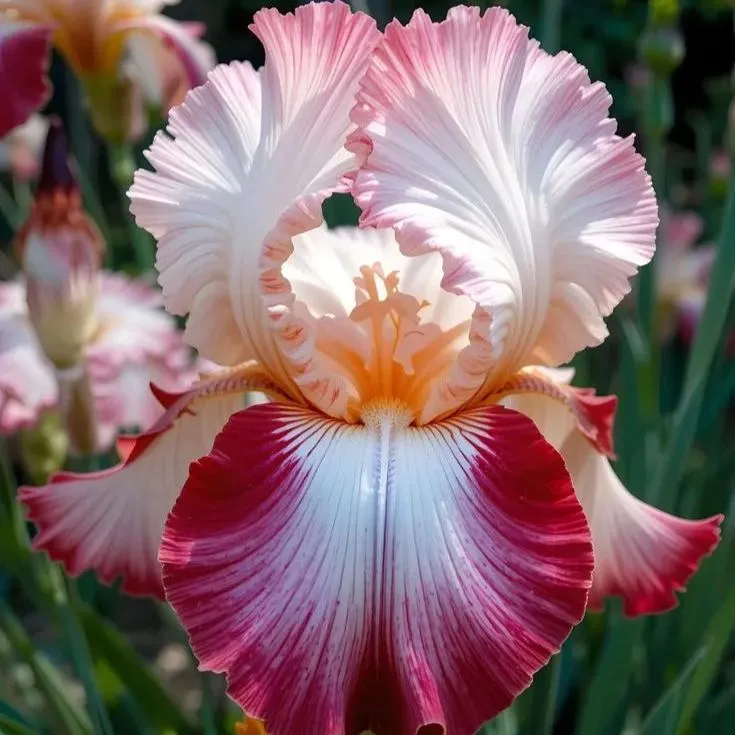 Amber Glow-Rare Iris Seeds⚜️