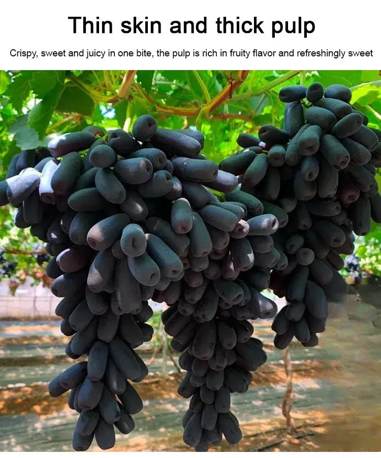 🍇Sweet Sapphire Grape Seeds