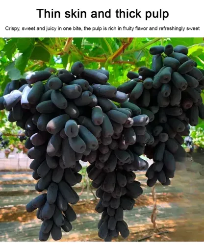 🍇Sweet Sapphire Grape Seeds