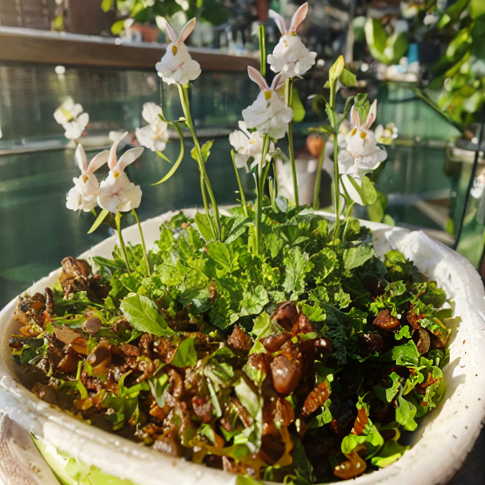 Soft And Cute Cold Killer-Bladderwort Flower Seeds