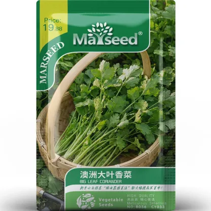 BIG LEAF CORIANDER SEEDS