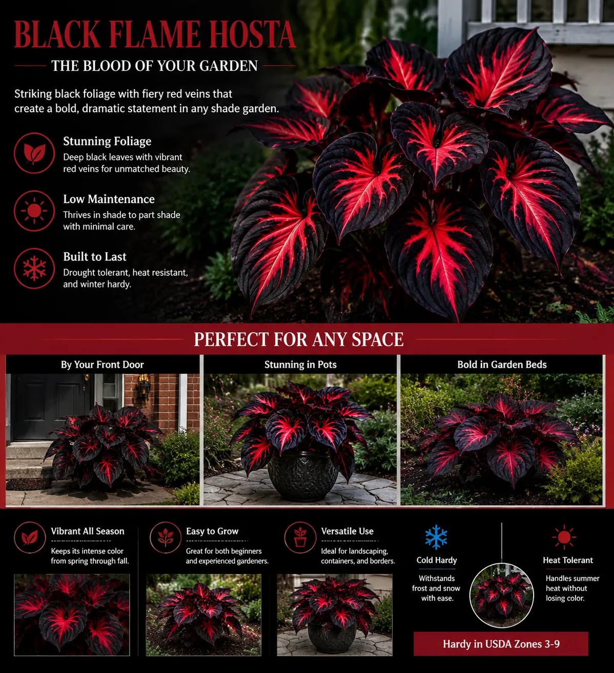 🔥Glow-in-the-Dark Garden Magic: Rare Black Red Flame Hostas Seeds