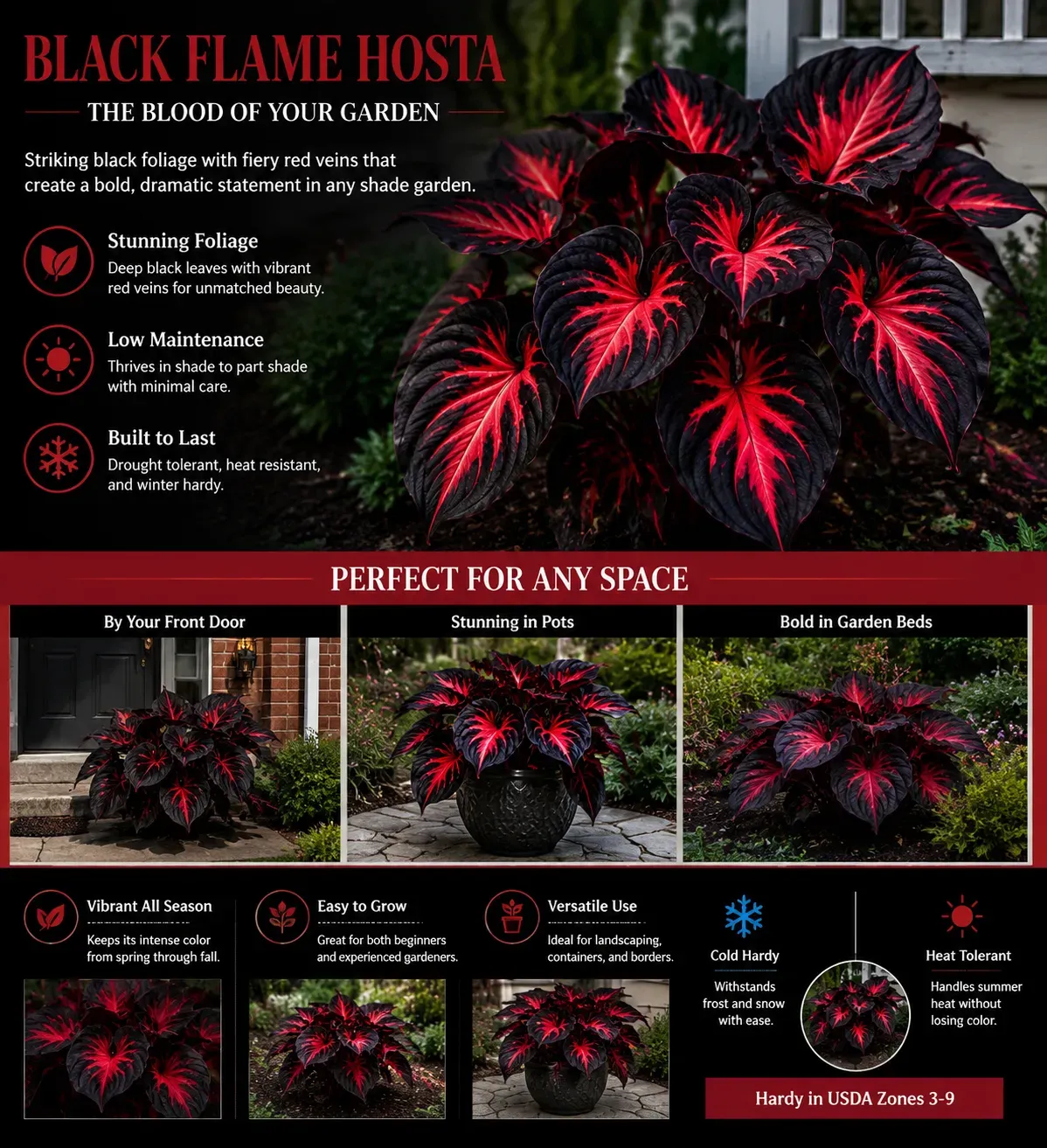 🔥Glow-in-the-Dark Garden Magic: Rare Black Red Flame Hostas Seeds