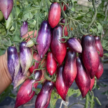 SUVKA GURMAN TOMATO SEEDS