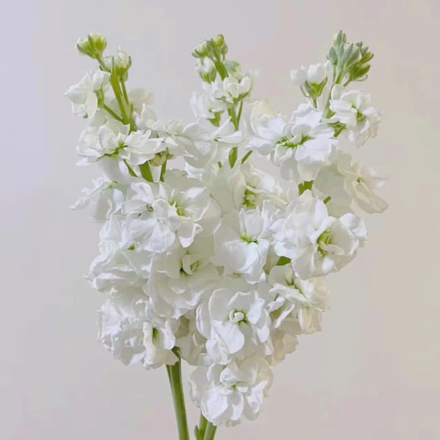 💐Eternal Love - Violet