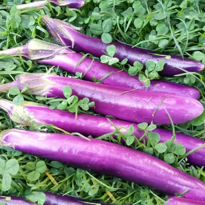 Long Ping Tung eggplant seeds