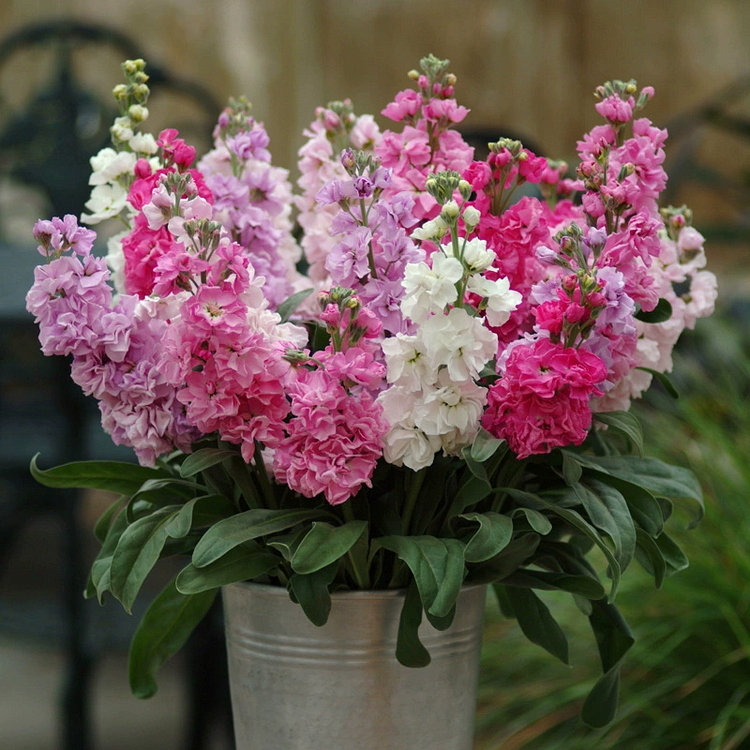 Double-flowered Violet Seeds🌺