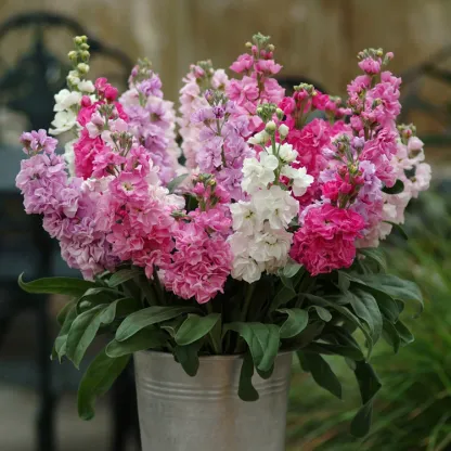Double-flowered Violet Seeds🌺