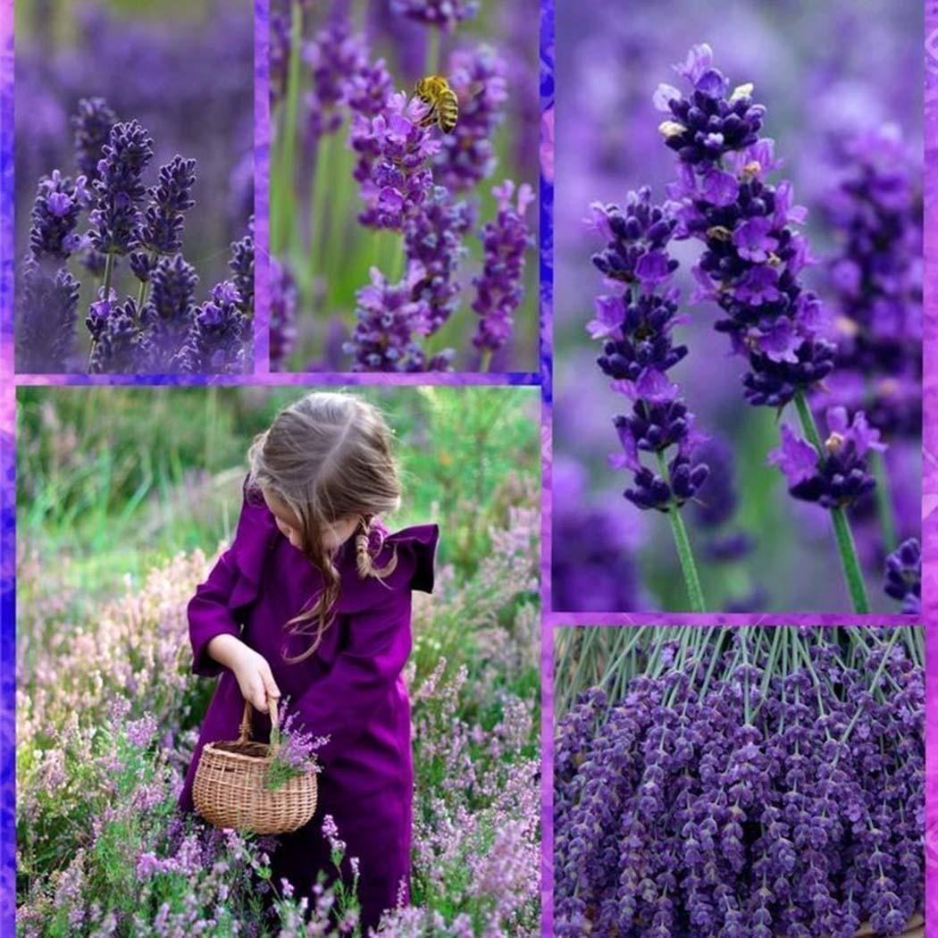 500Pcs Provence Lavender Seeds Fragrant Organic Flower Seeds Home Garden Bonsai Plant