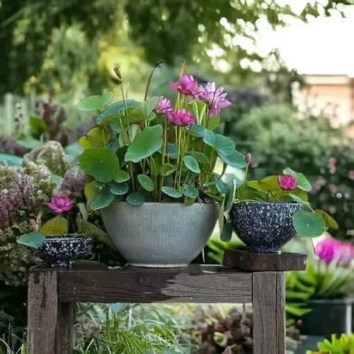 💖💖 The Premium Bonsai Lotus Flower Seeds - Non-GMO Heirloom Water Garden Plant